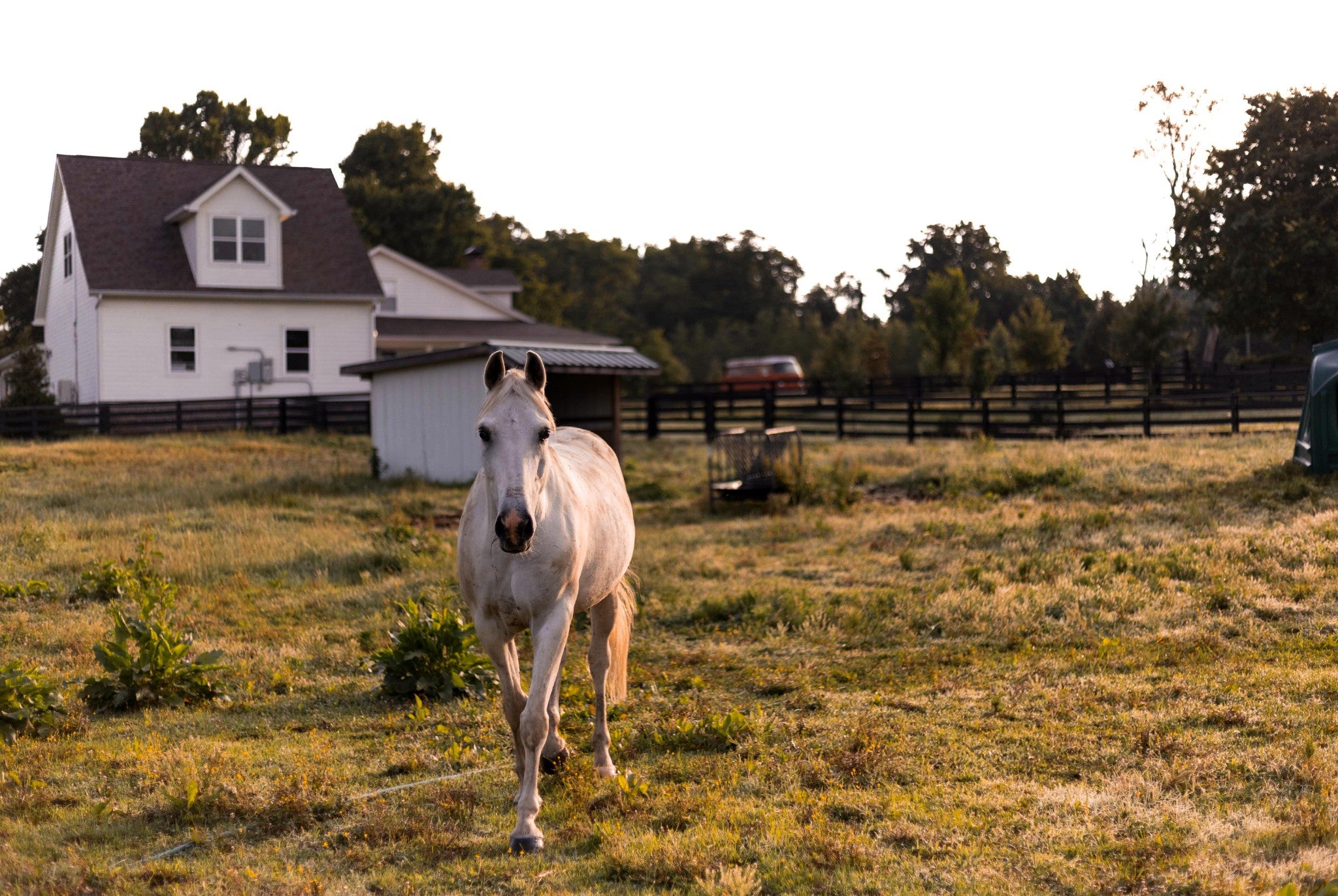 4-bed home for sale in College Grove, TN 37046, 6615 Eudailey Covington Rd White horse walking across a grassy pasture toward a white farmhouse with a dormer and a small white shed