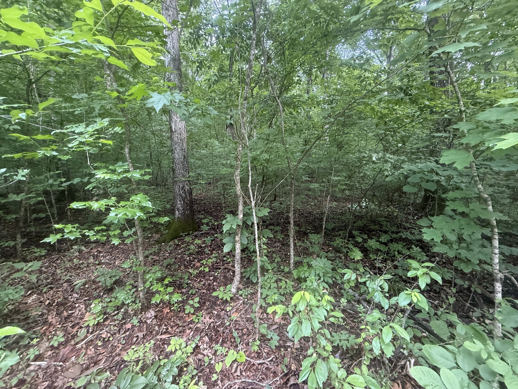 0 Caney Branch Rd