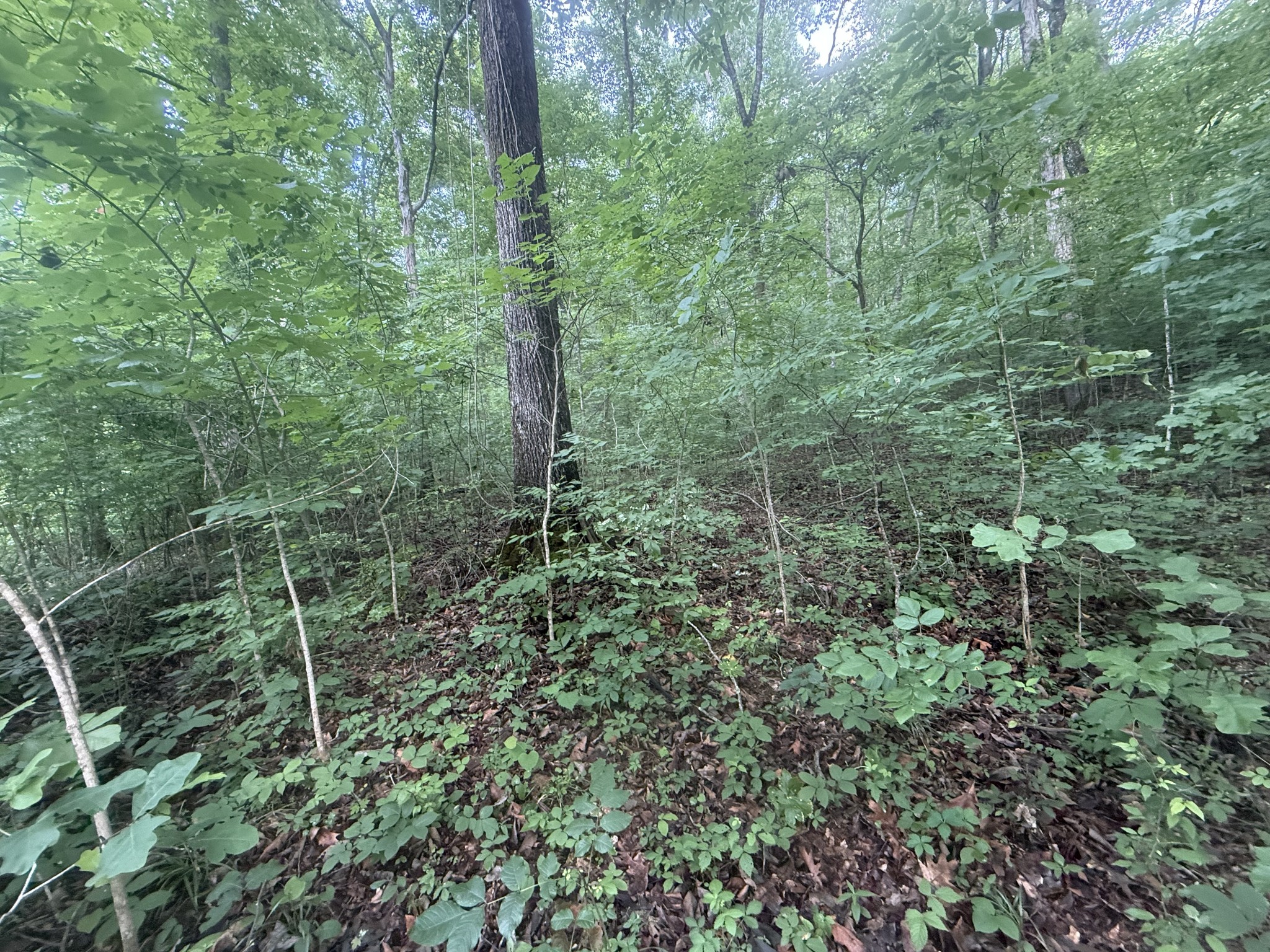 0 Caney Branch Rd