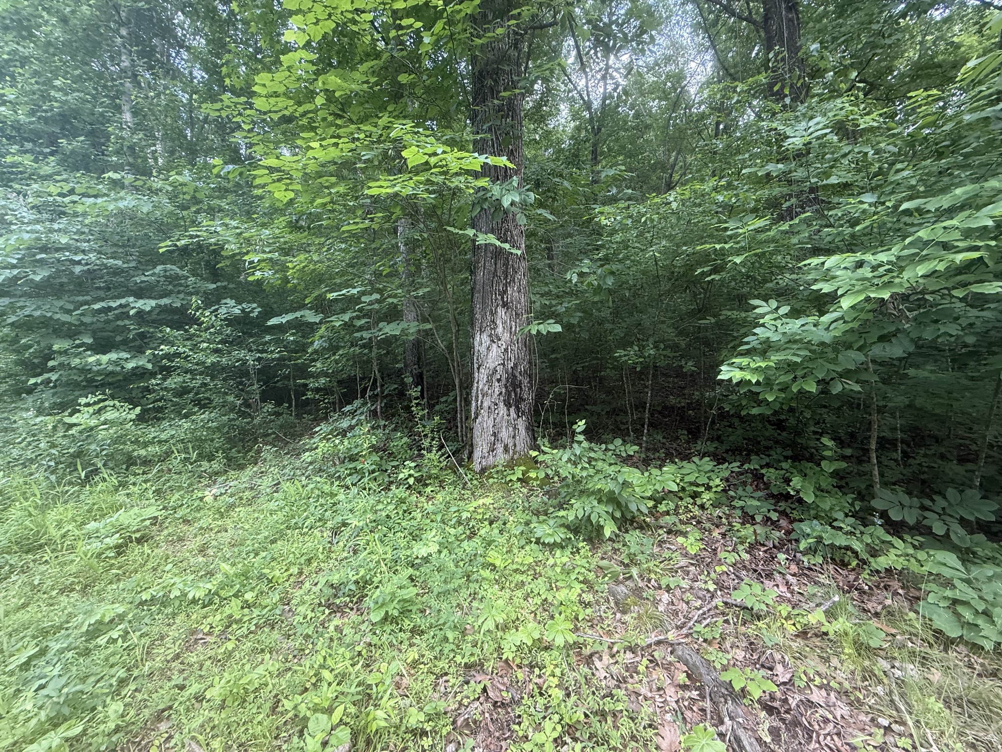 0 Caney Branch Rd