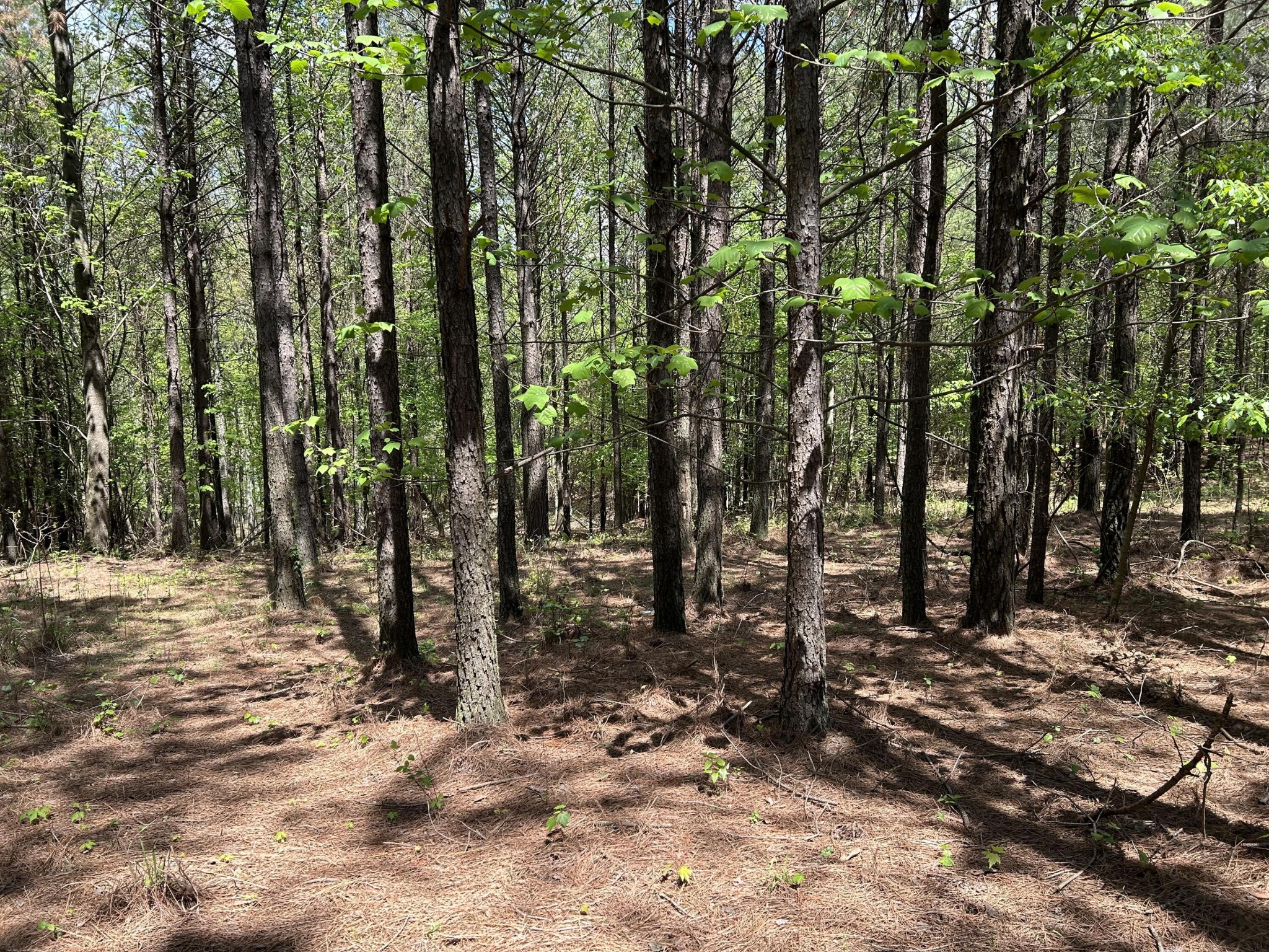 250 Bear Trace Drive