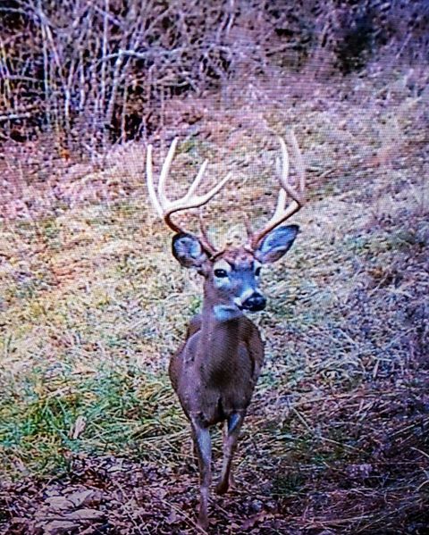 2665 Center Point Rd Pulaski TN 38478