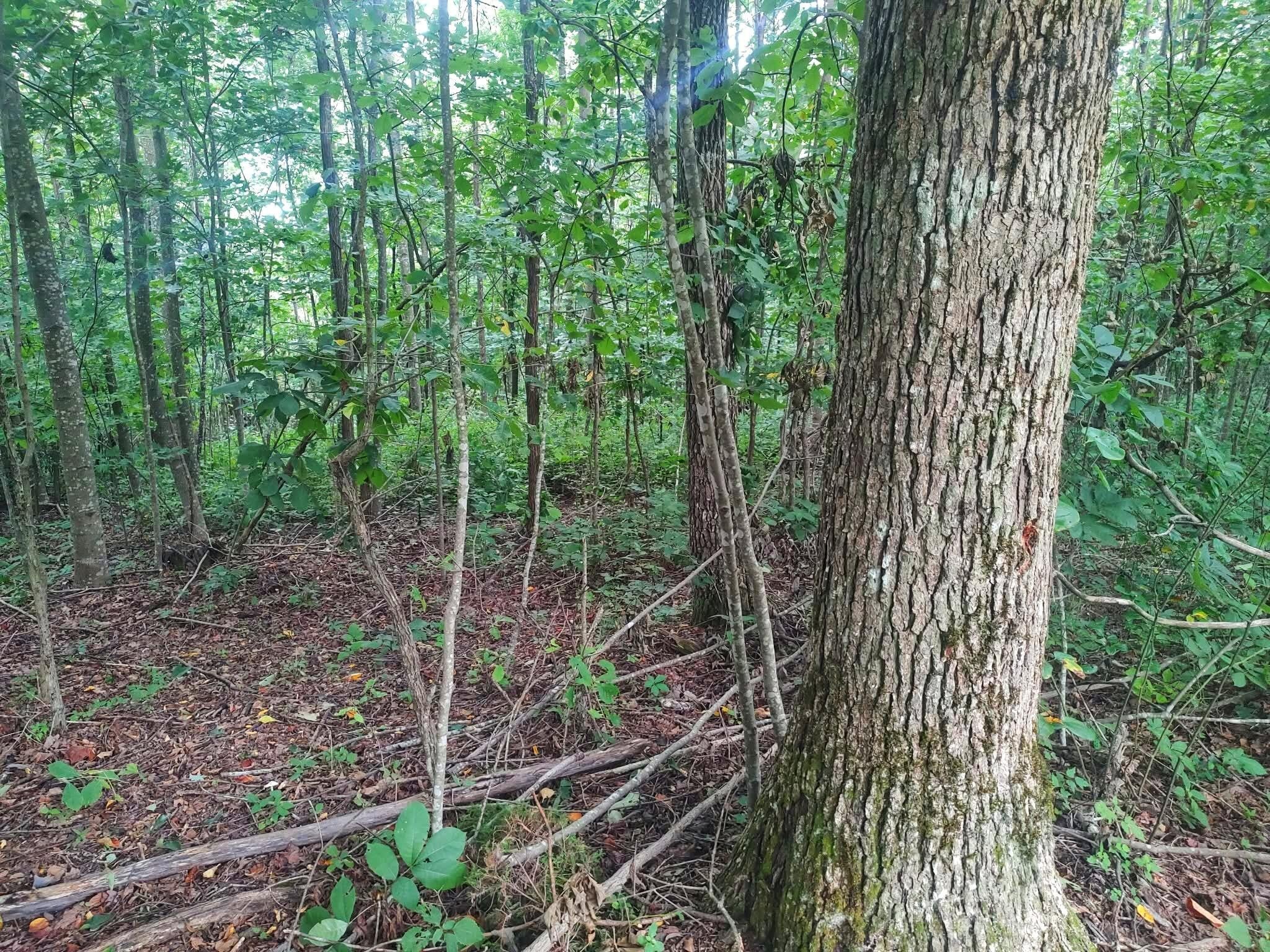 185 Raccoon Ridge