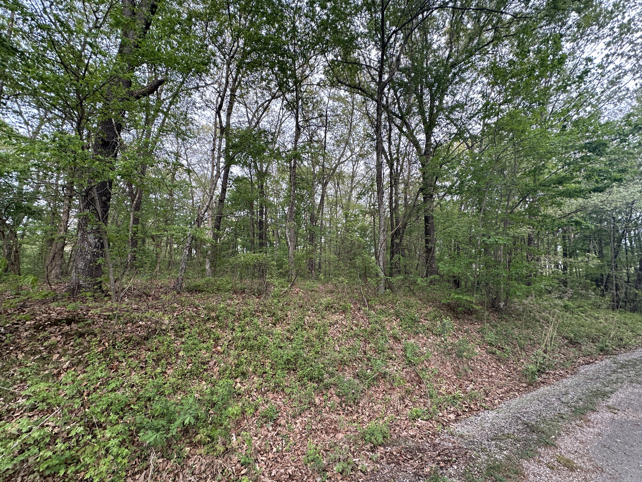 View Summertown, TN 38483 land