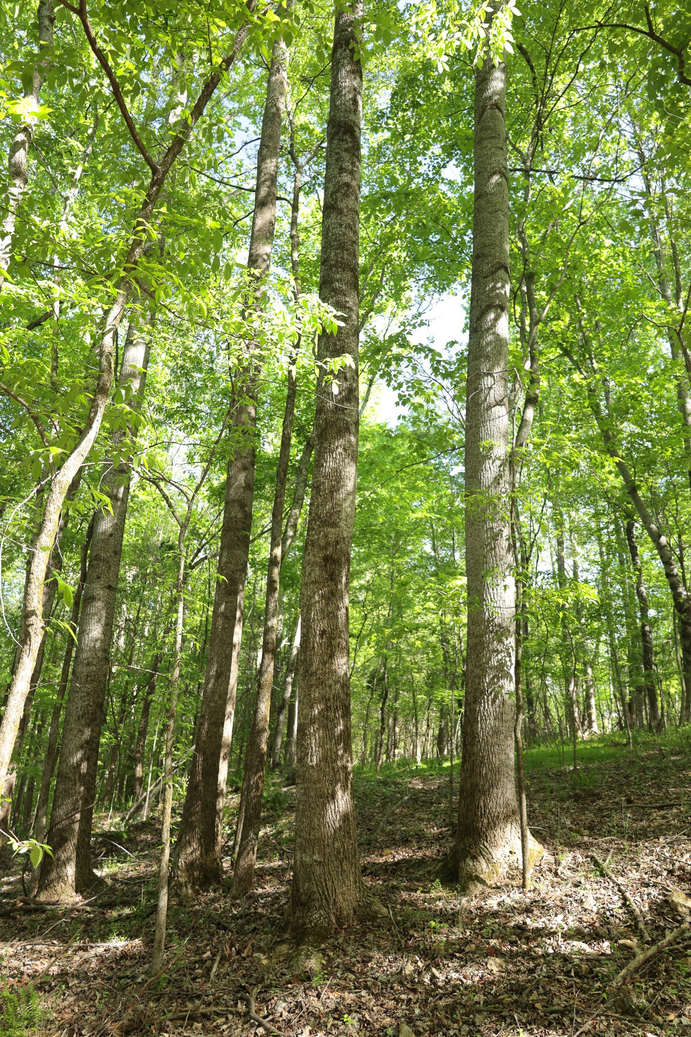 0 Highland RIdge Road