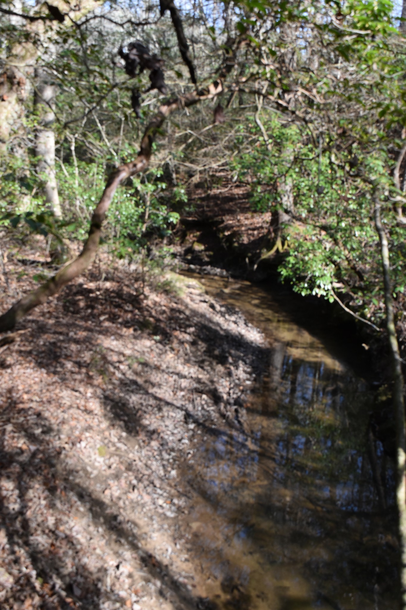 305 Timberwood Trace