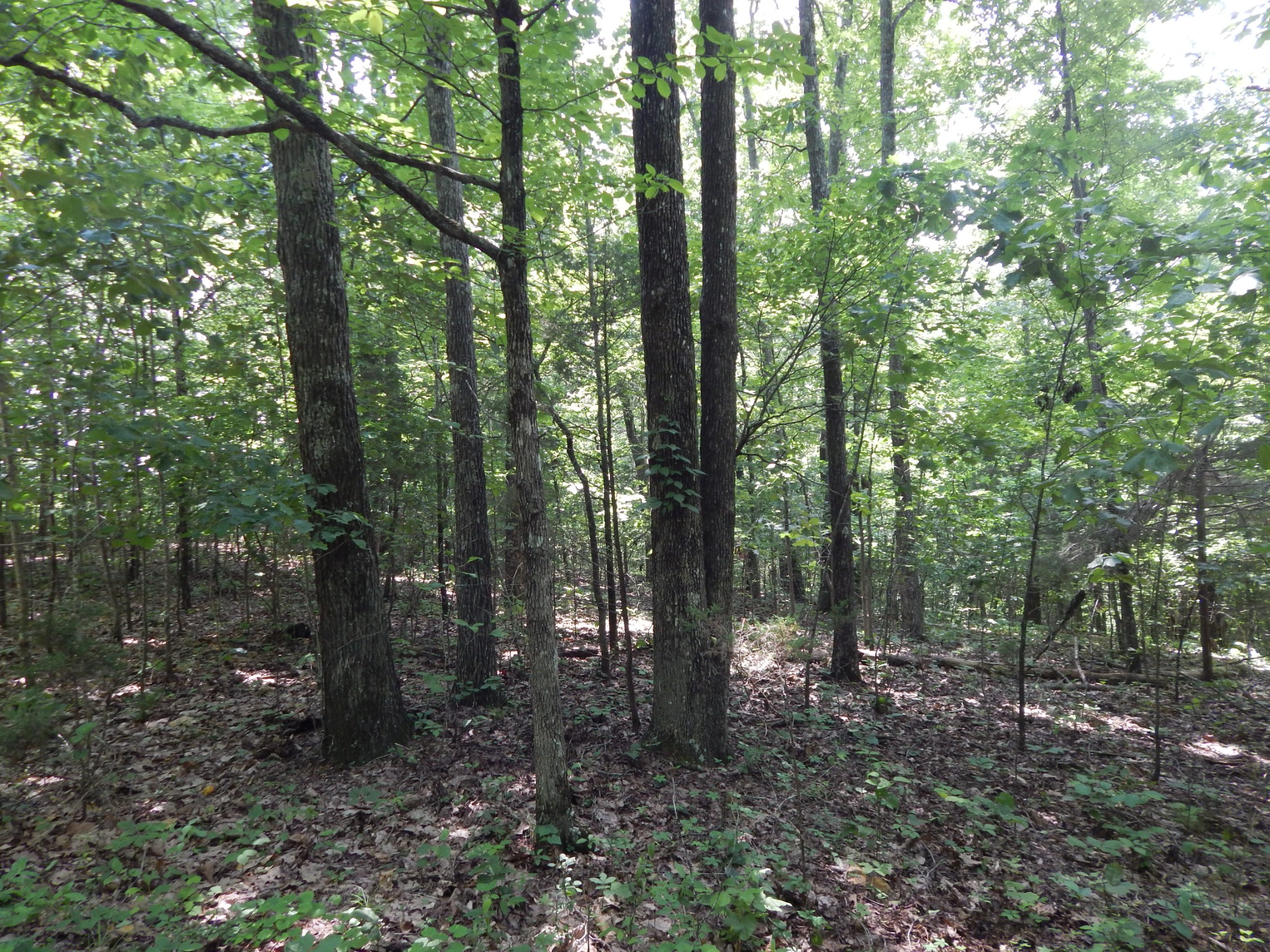 1479 Railroad Bed Rd