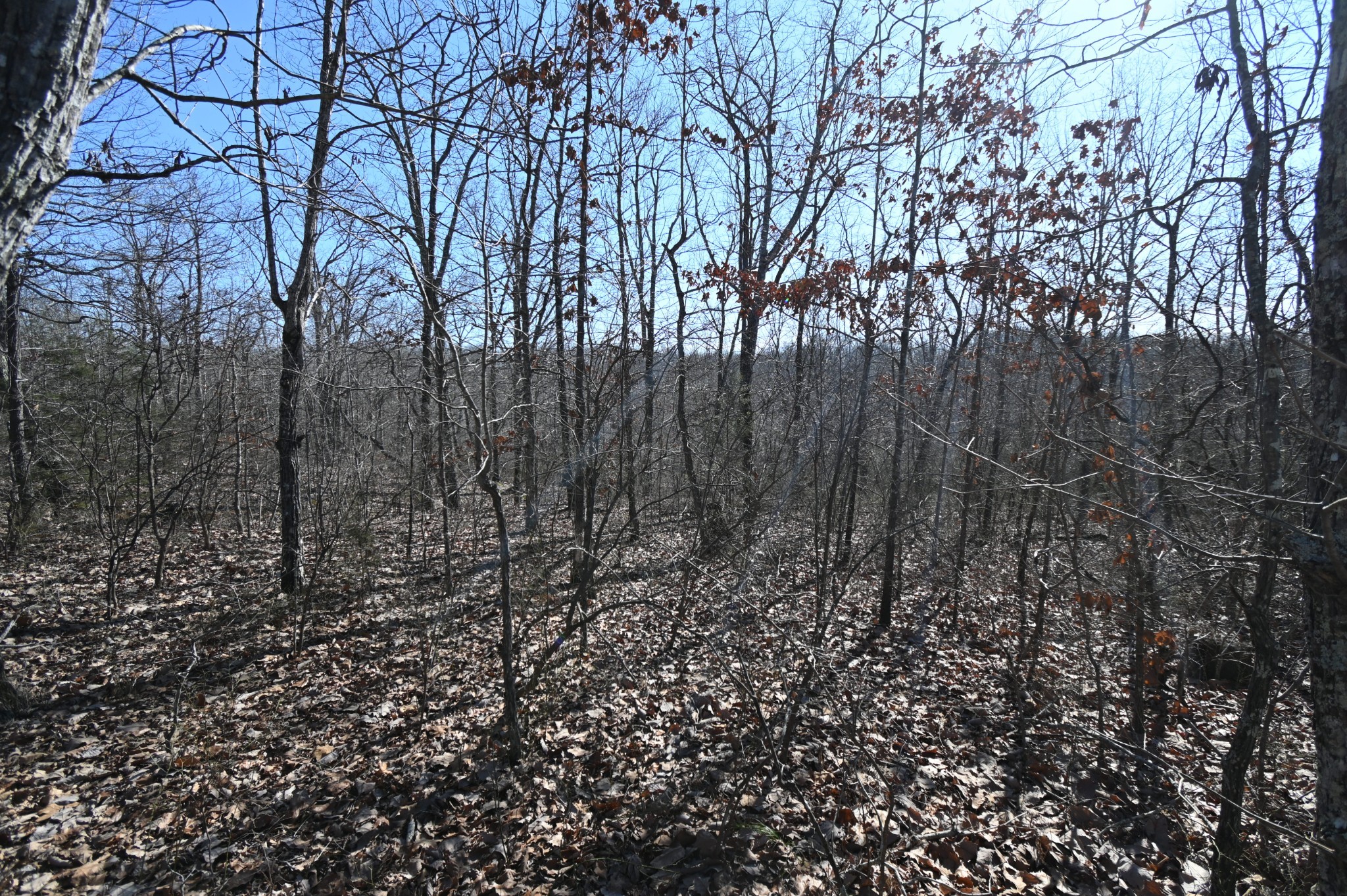 117 Wyatt Ln