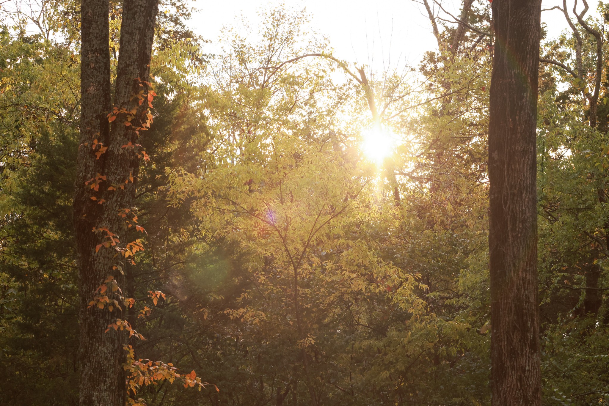 9227 Old Smyrna Rd Lot 9