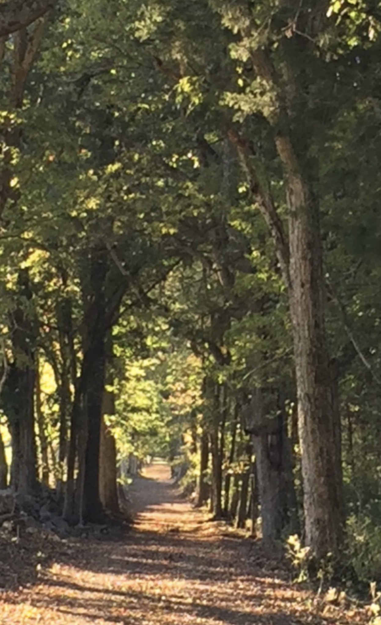 5542 SE Tater Peeler Rd