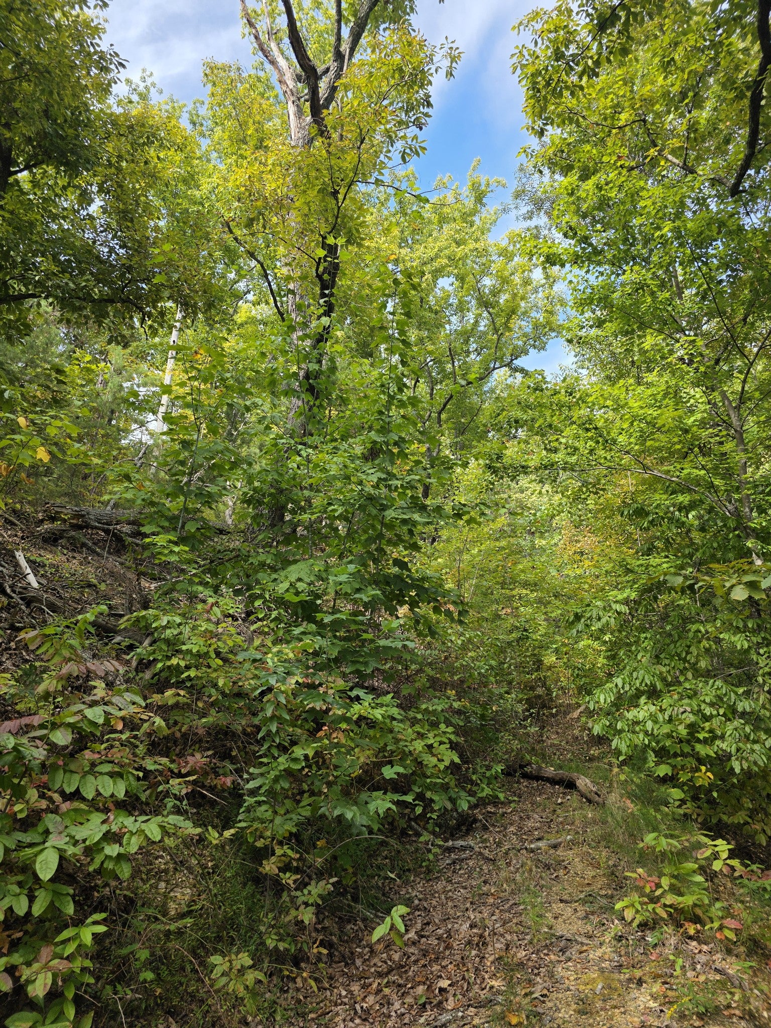 0 Pine Mountain Rd