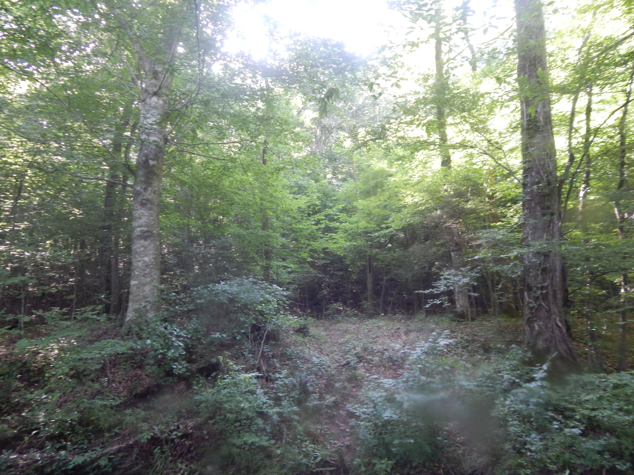 3795 Wayland Springs Rd