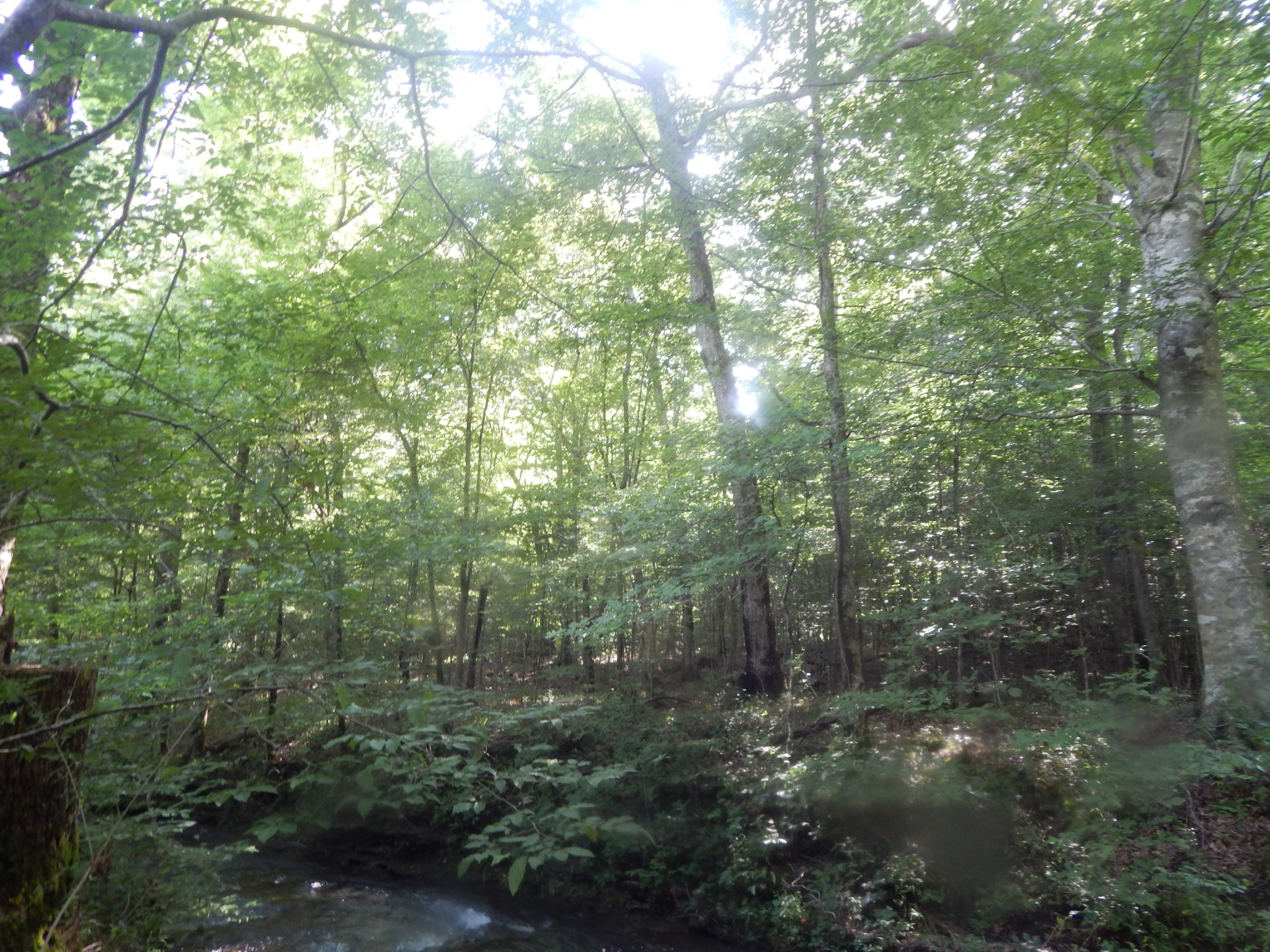 3795 Wayland Springs Rd