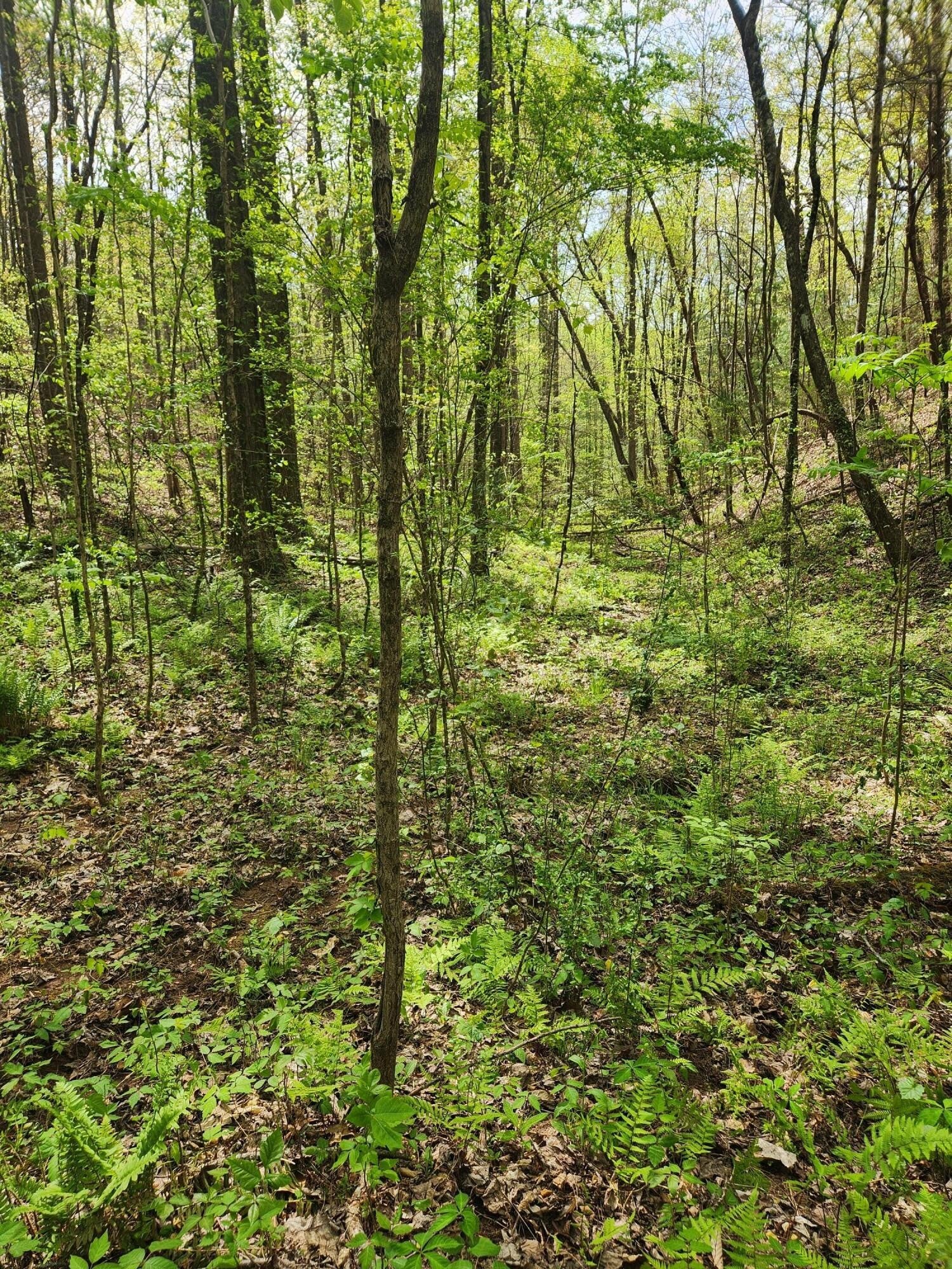 0 Chestnut Mountain Road - Photo 3