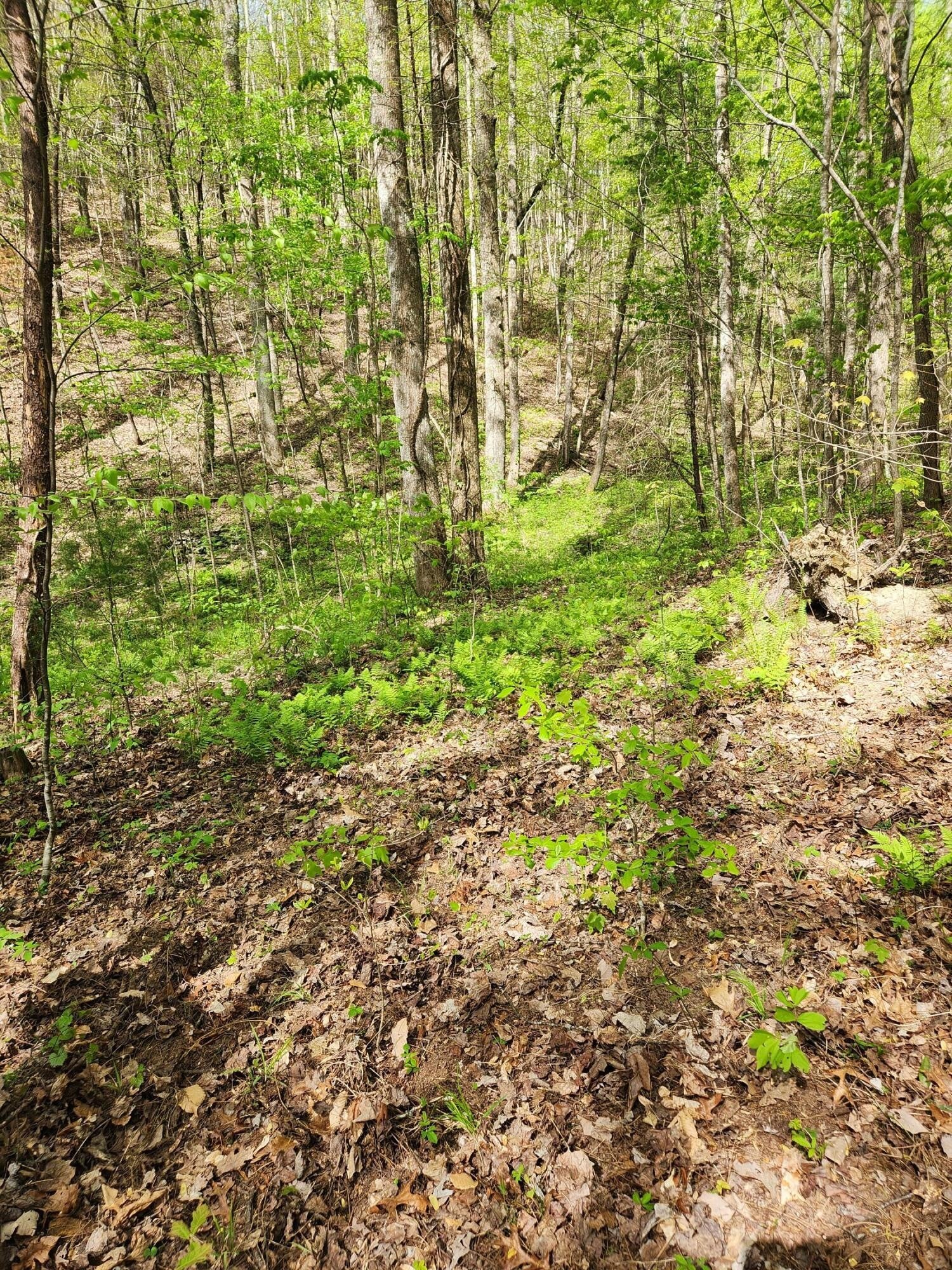 0 Chestnut Mountain Road - Photo 2