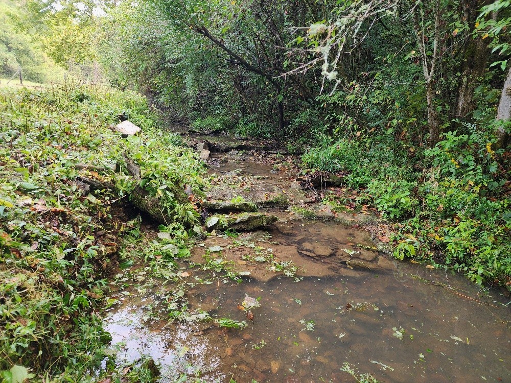 644 Webster Branch Ln