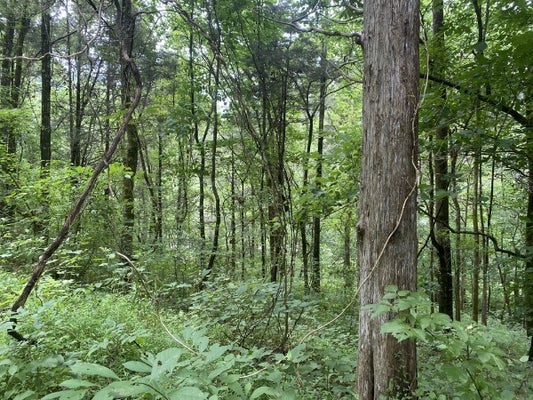 0 N OF EAGLE RIDGE LN, GRANVILLE, TN 38564 - Image 5a6bd2b5daca6bd61d727e75dd3e461b/2583527625