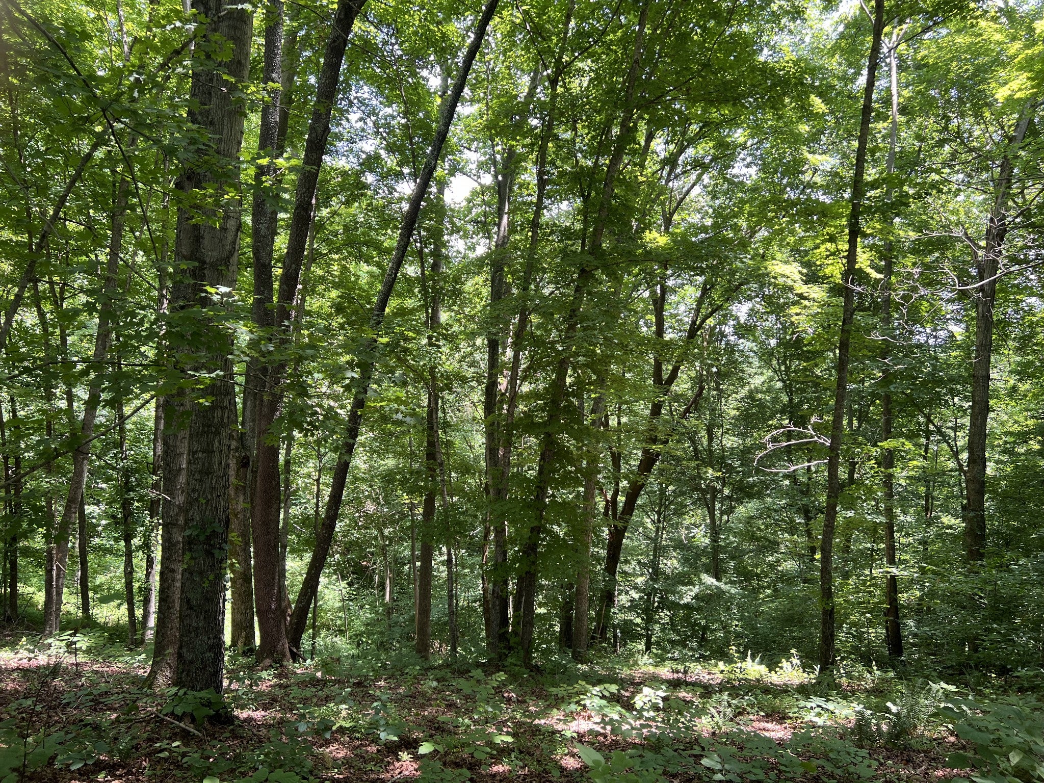 0 Lafever Ridge Rd