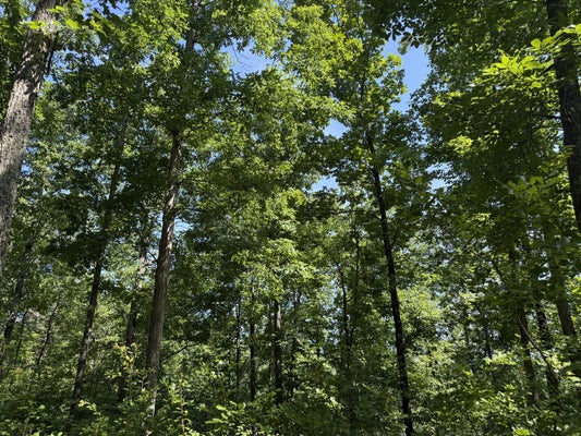 0A BLACK BEAR RD, LINDEN, TN 37096 - Image 5dd4cae8270e2d3722d2080fa6f2575b/1444907407