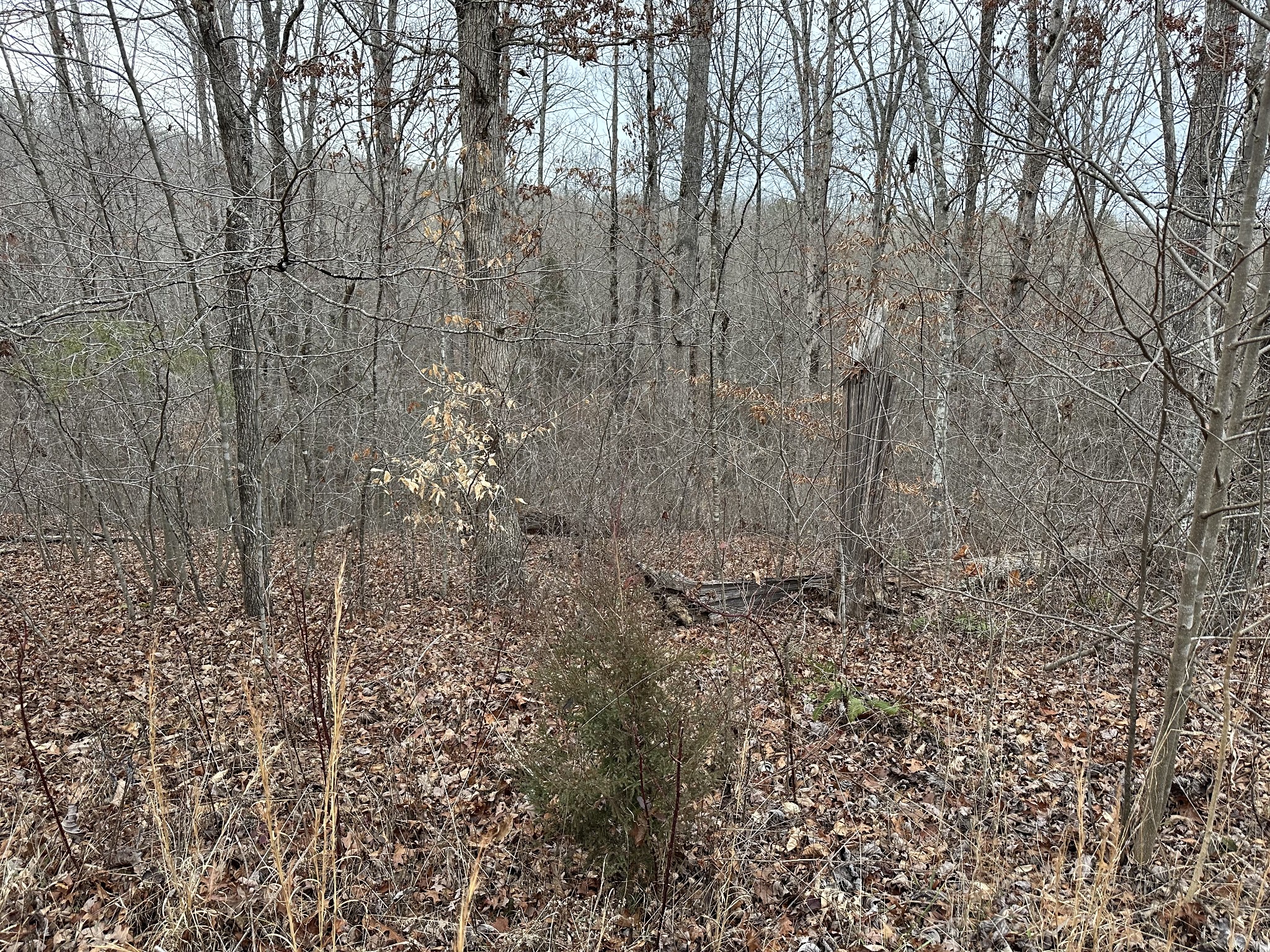 View Crawford, TN 38554 land