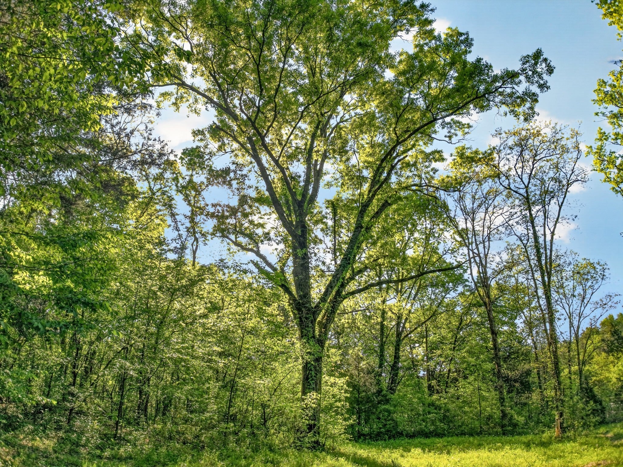 475 Old Elkton Pike
