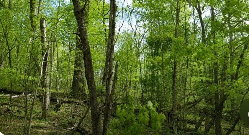 0 High Ridge Viars Rd - Photo 4