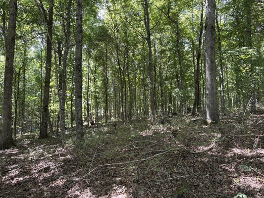 MIDDLE LICK CREEK RD, LYLES, TN 37098 - Image 63330b0affe217a7b9a596af9ccbeefa/820251874