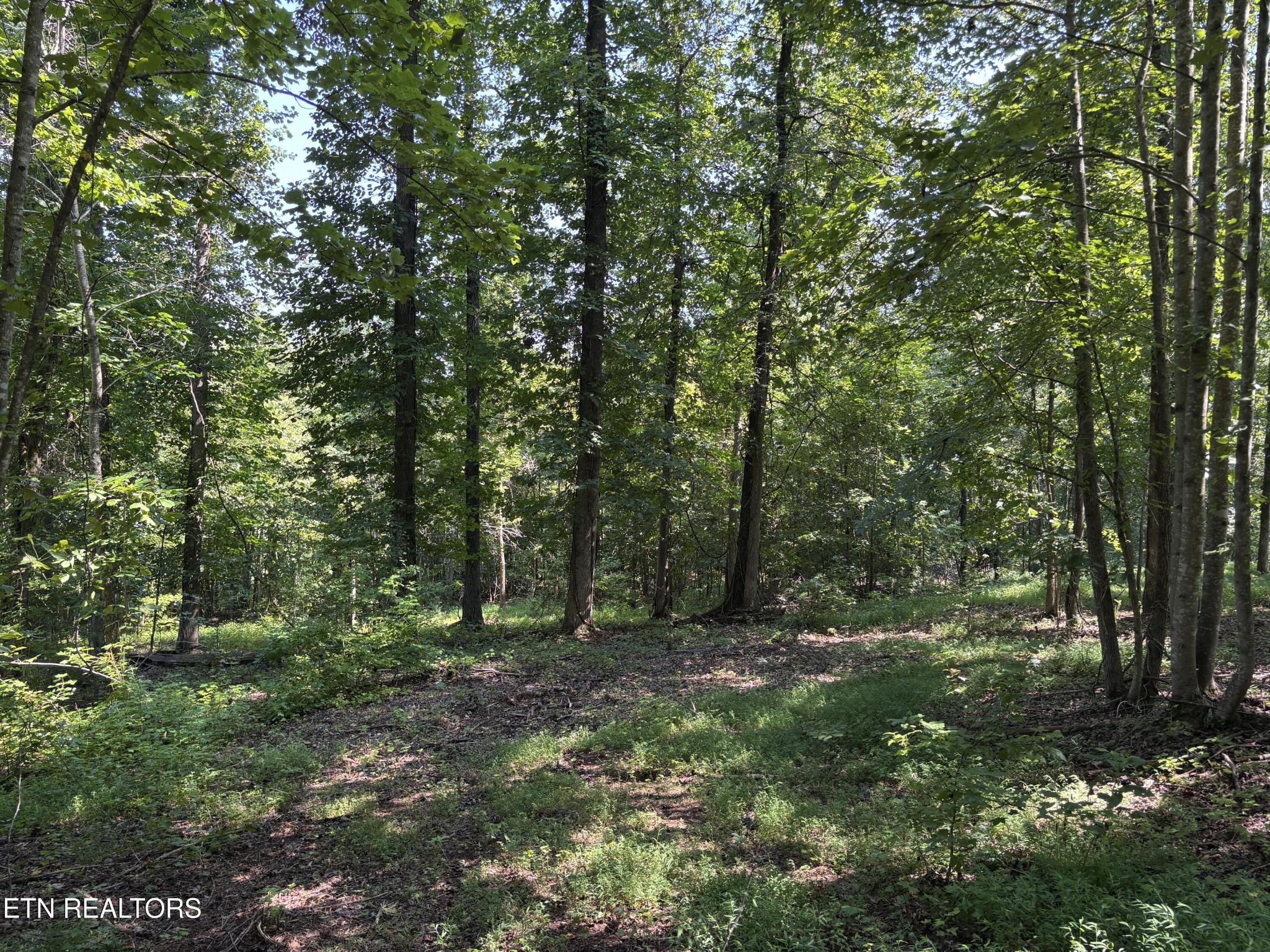 371 Walking Horse Tr