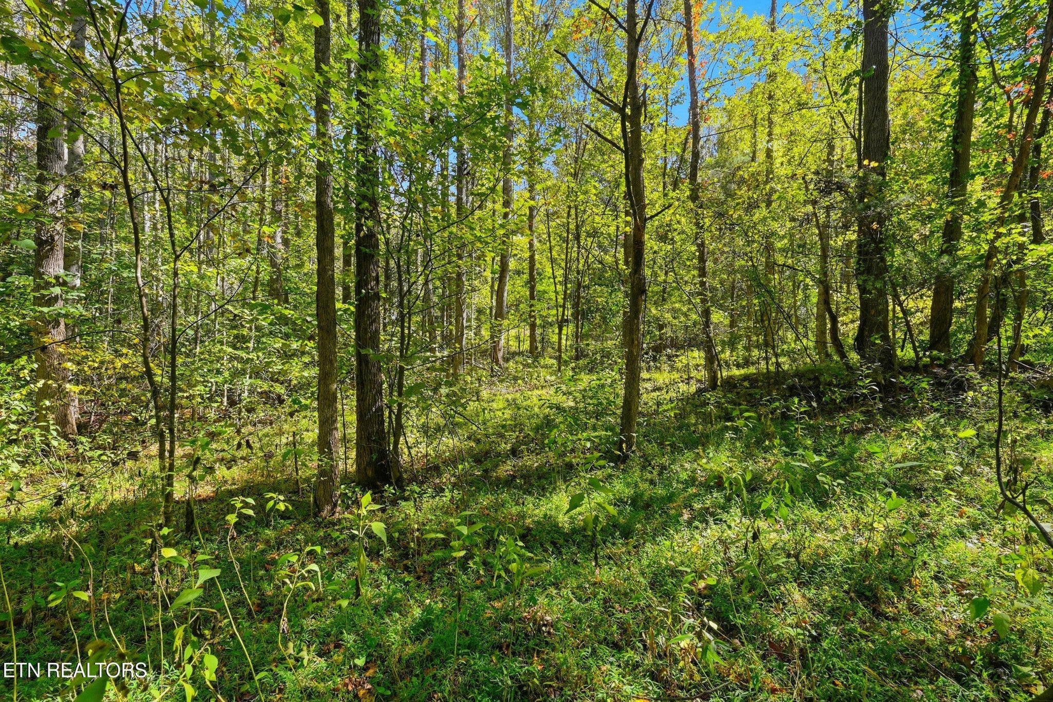1 Timber Lake Drive