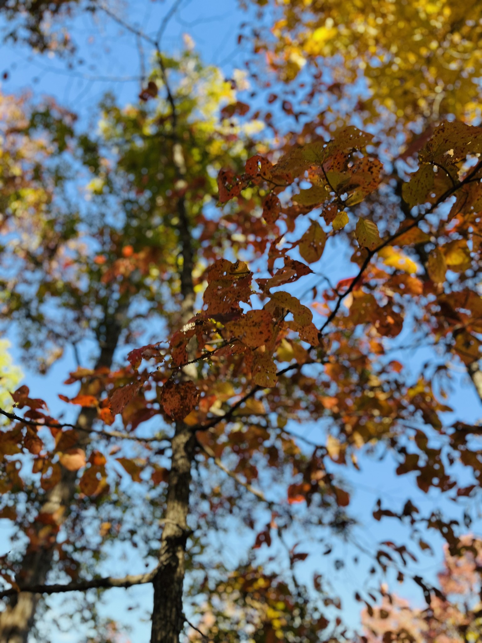 0 Hidden Highlands ct