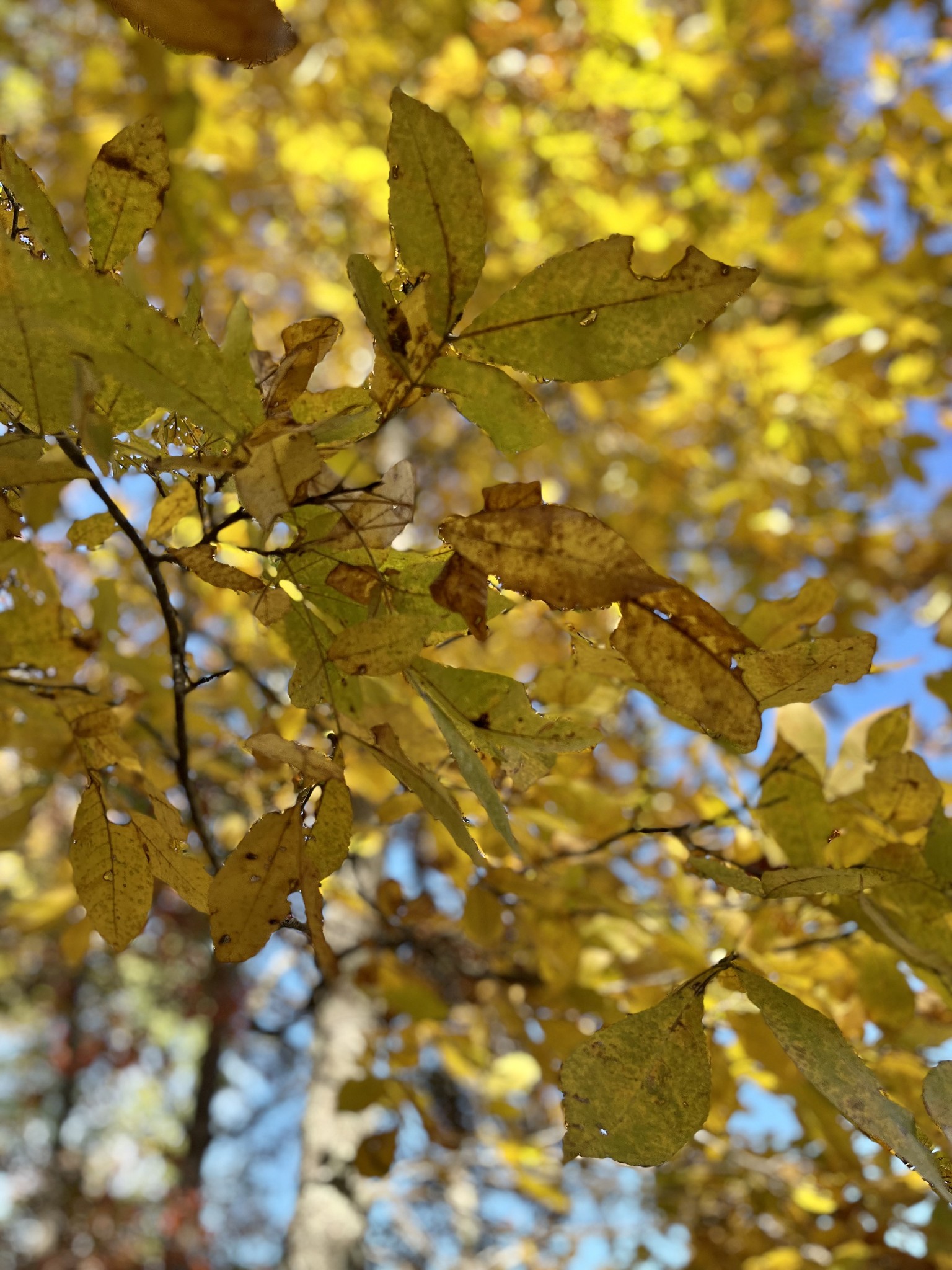 0 Hidden Highlands ct