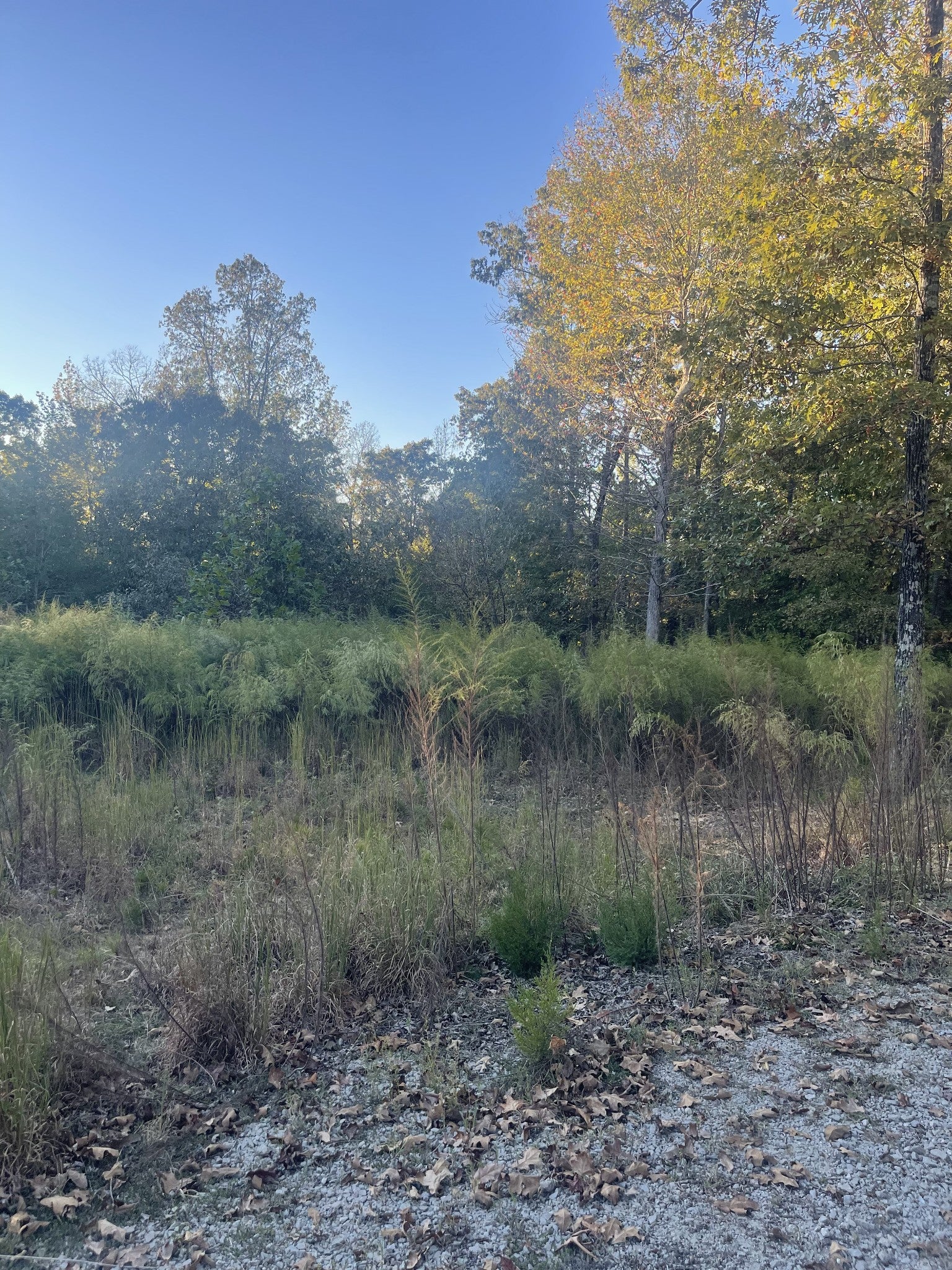 883 Pineview Rd