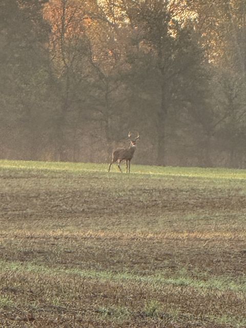 205 Pumpkin Valley Rd Indian Mound TN 37079