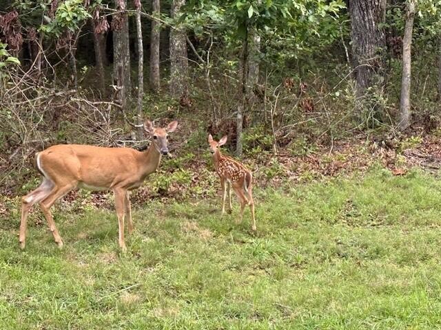 123 Timberwood Trace