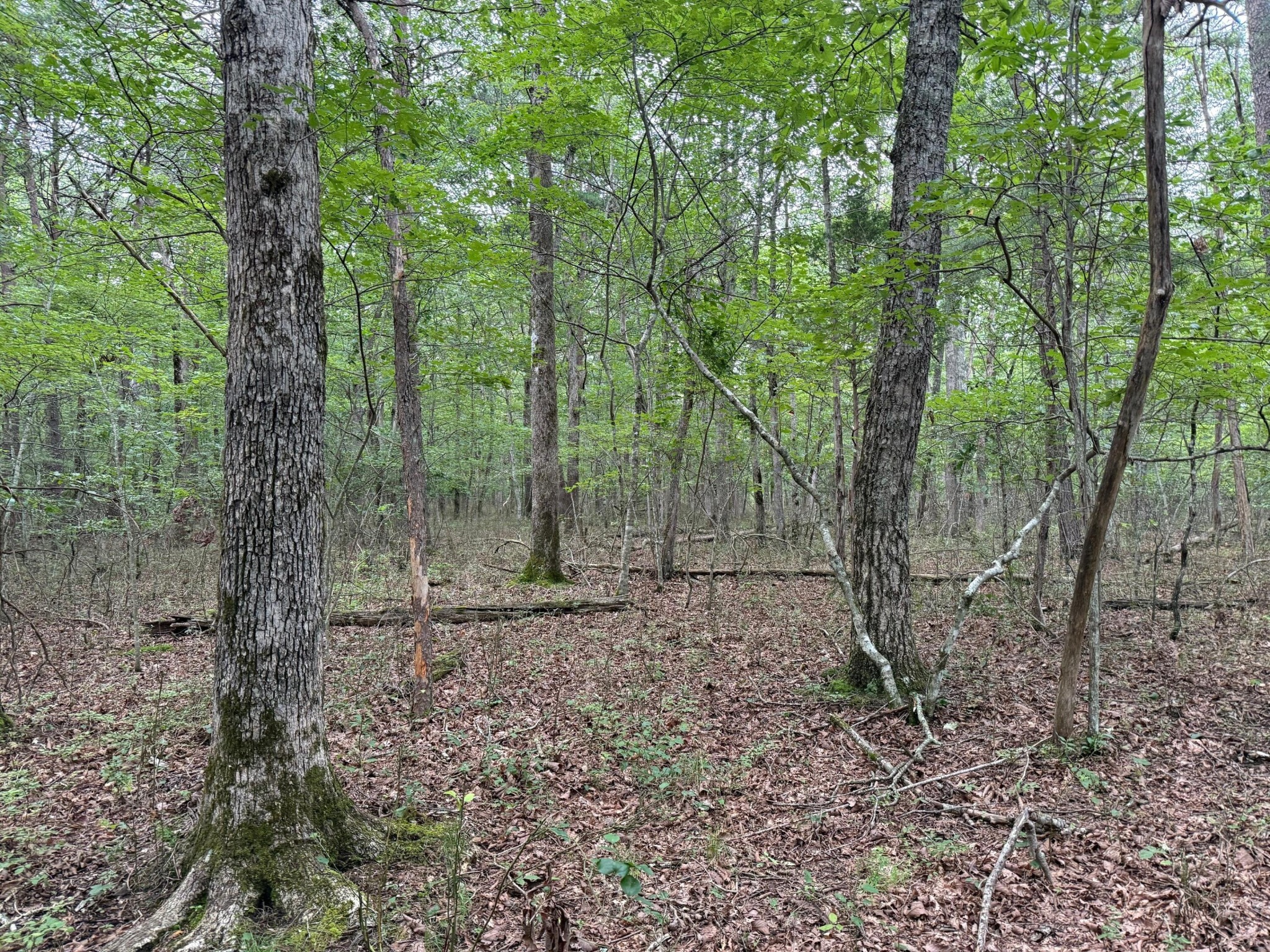 123 Timberwood Trace