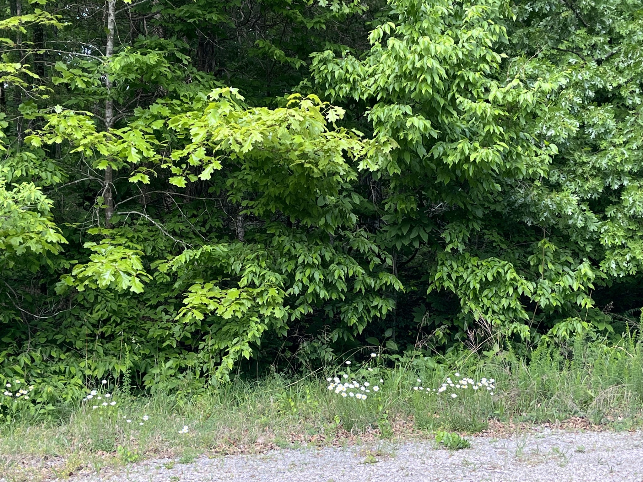 0 Greenfield Estates Drive