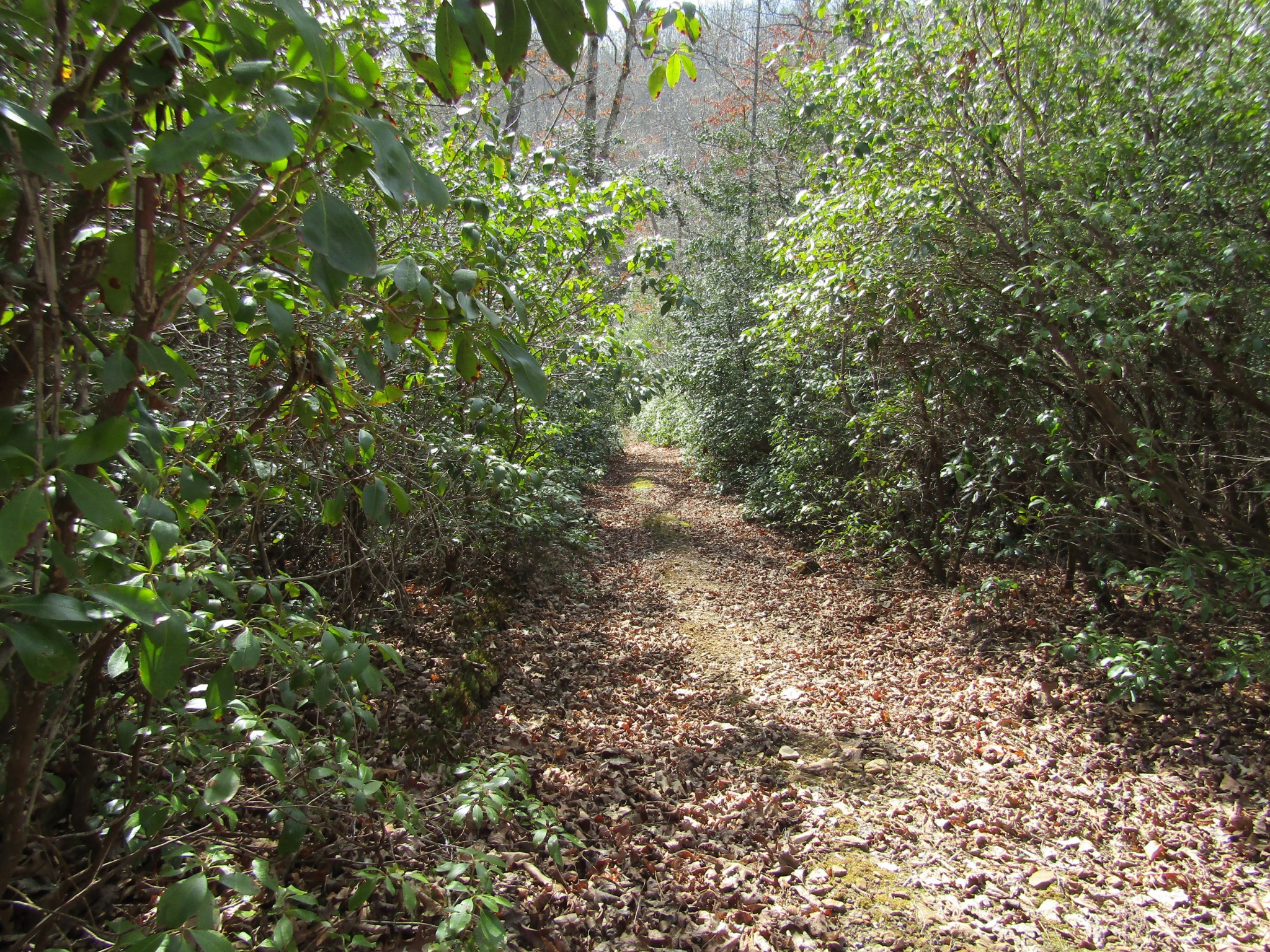 Photo 9 of 23 of 0 Wolf Creek Drive land
