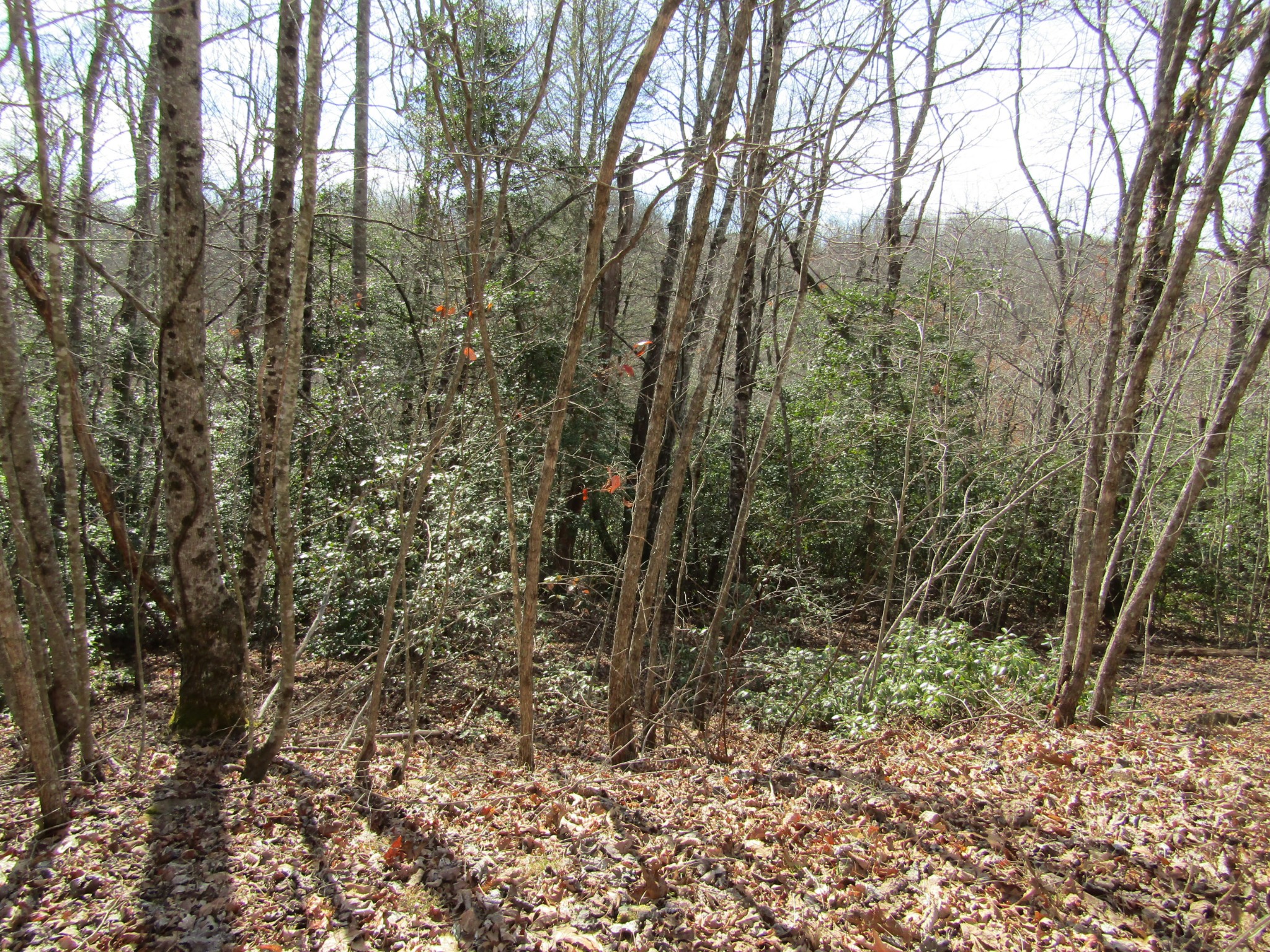 Photo 19 of 23 of 0 Wolf Creek Drive land