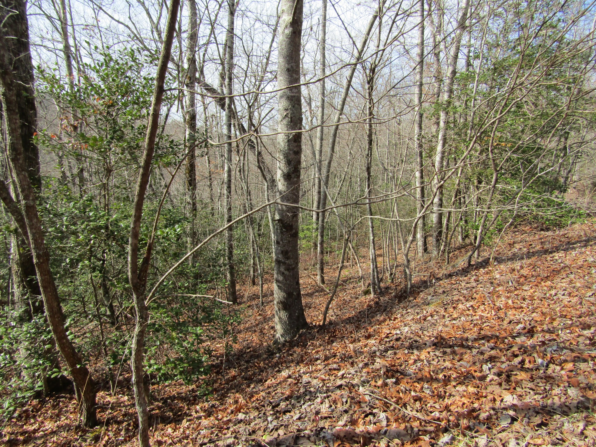 Photo 15 of 23 of 0 Wolf Creek Drive land