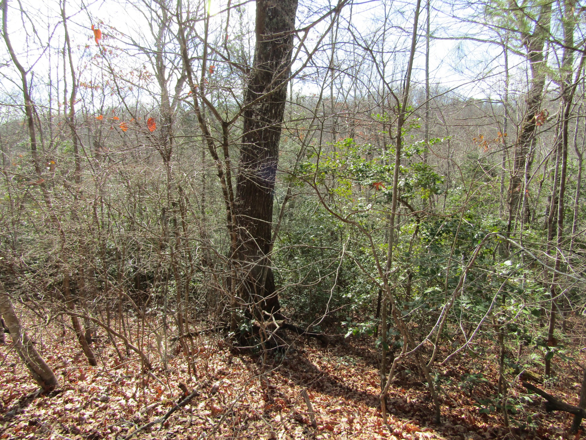 Photo 12 of 23 of 0 Wolf Creek Drive land