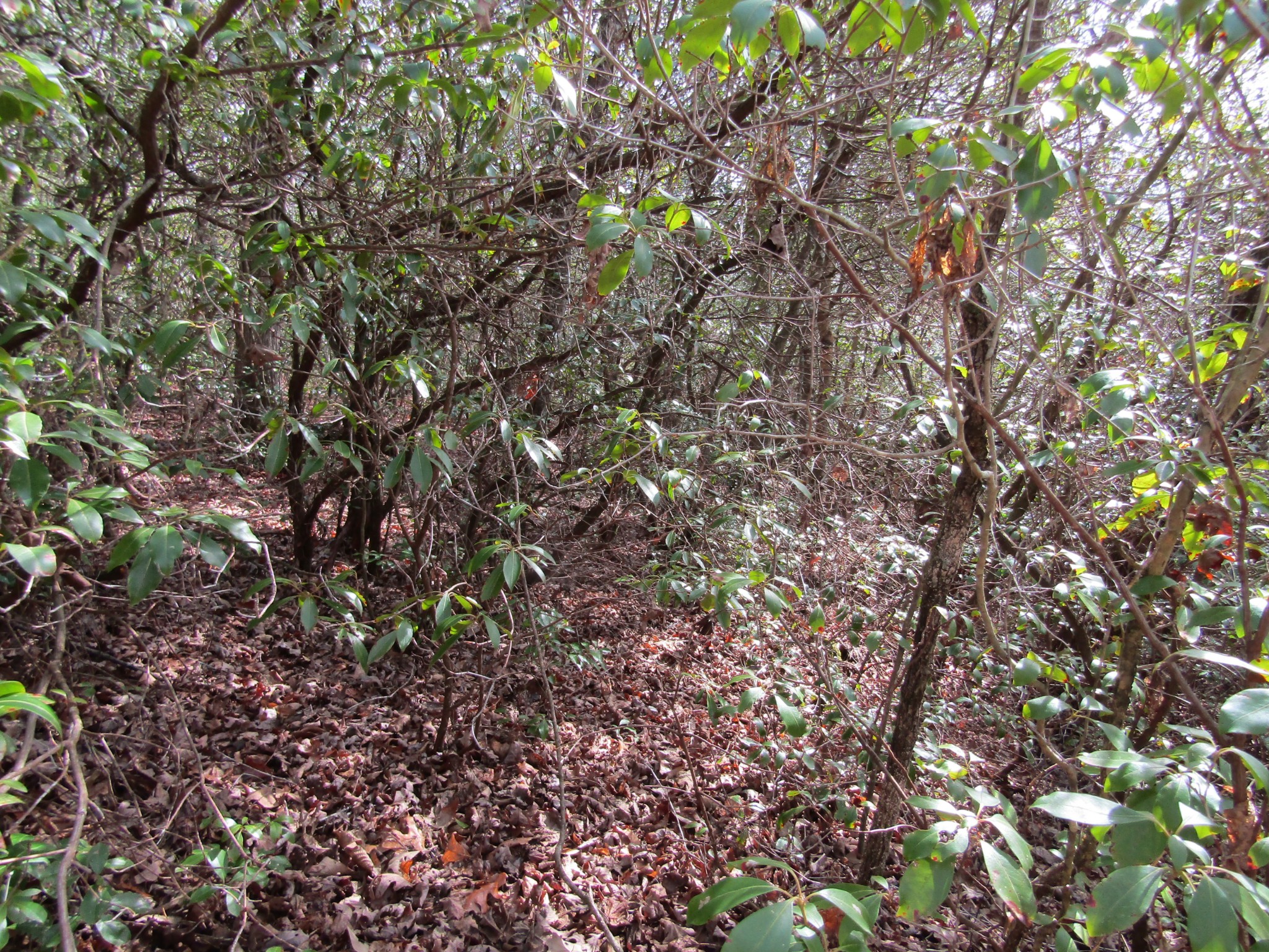 Photo 8 of 23 of 0 Wolf Creek Drive land