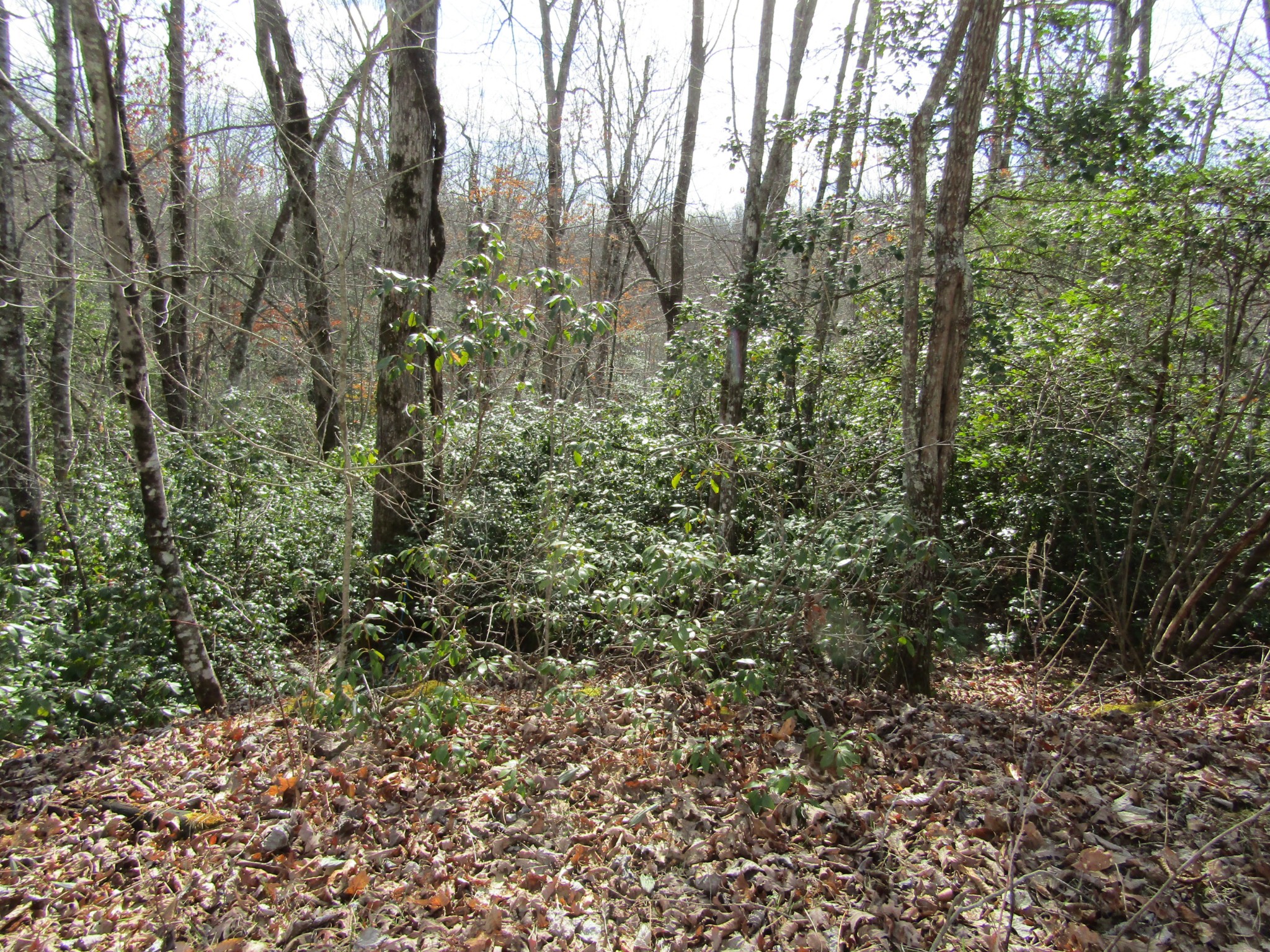 Photo 10 of 23 of 0 Wolf Creek Drive land