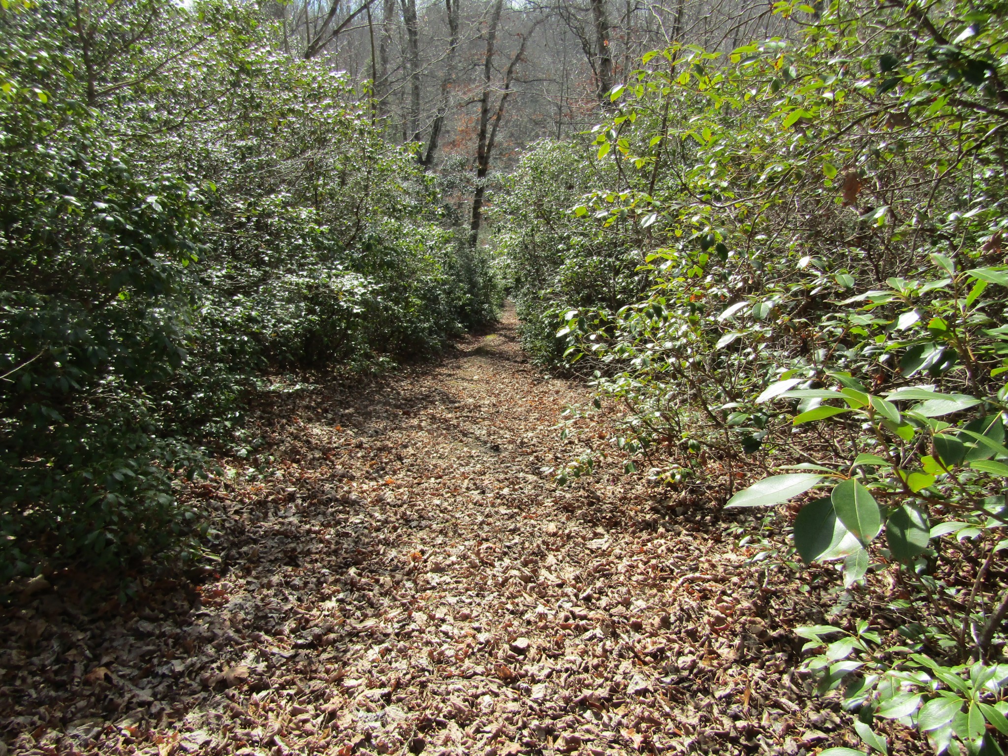 Photo 7 of 23 of 0 Wolf Creek Drive land