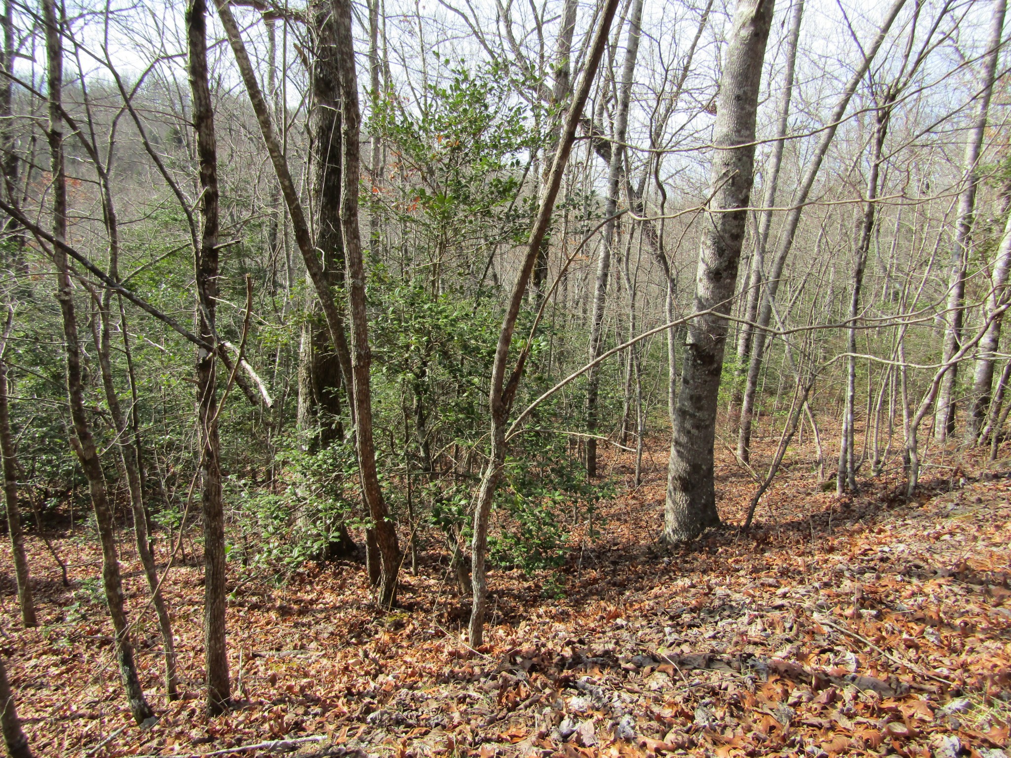 Photo 14 of 23 of 0 Wolf Creek Drive land