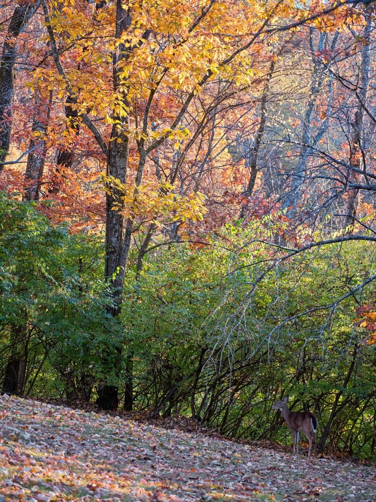 5887 Fredricksburg Dr