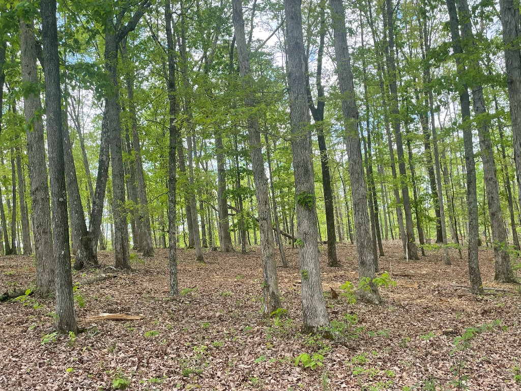 133 Shelton Cemetery Road