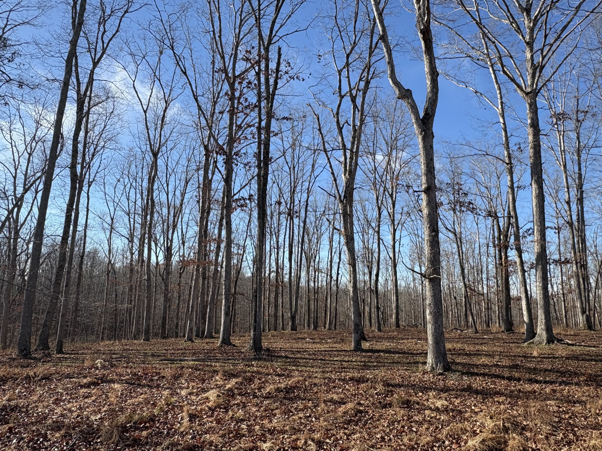 133 Shelton Cemetery Road