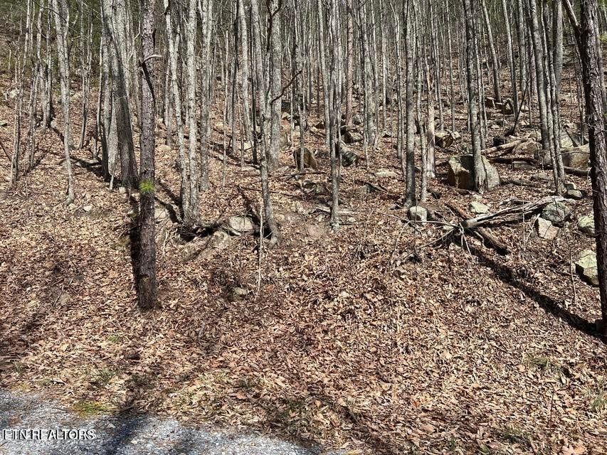 0 Clingmans View