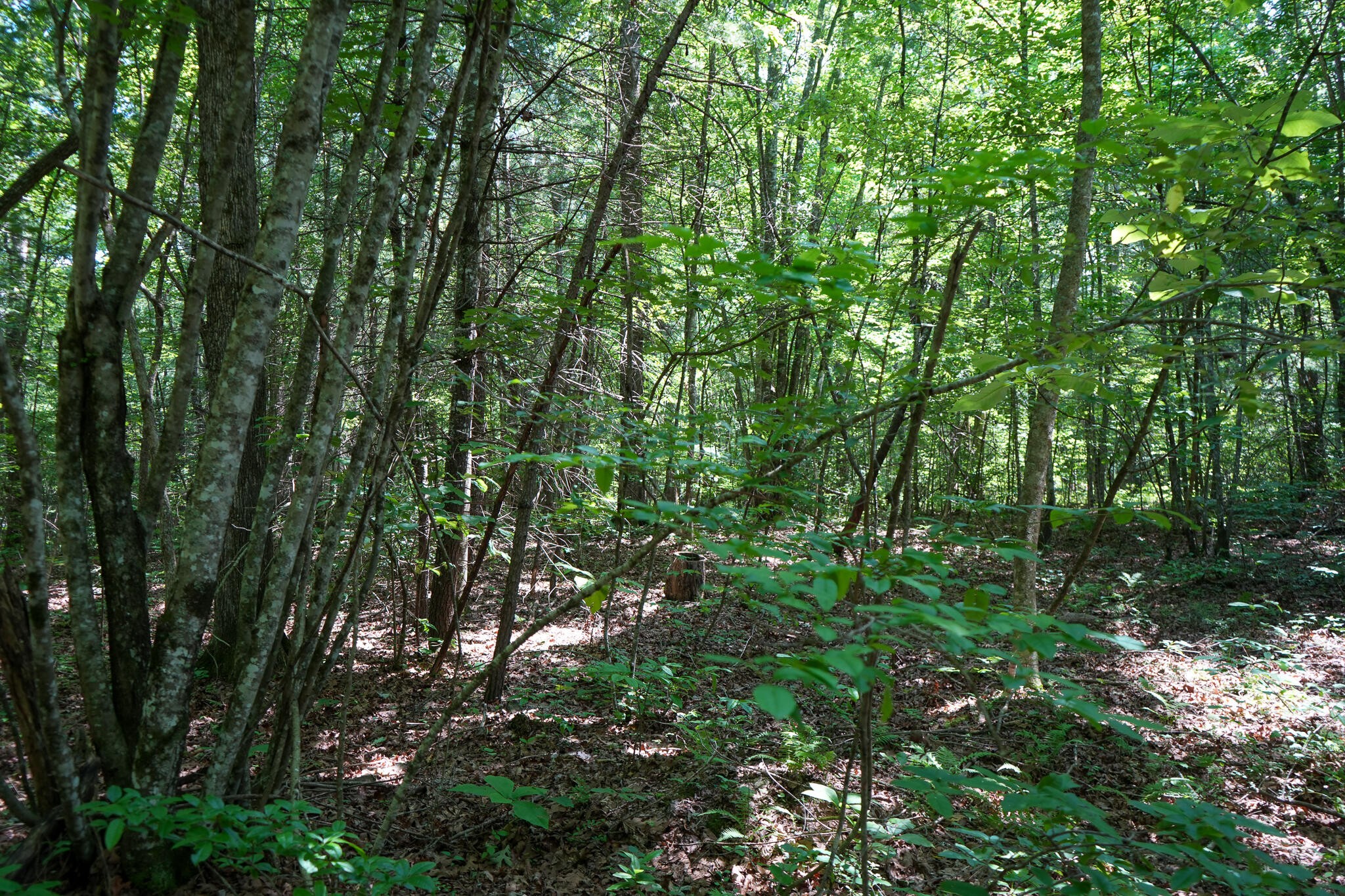 0 Hemlock Bluff Way