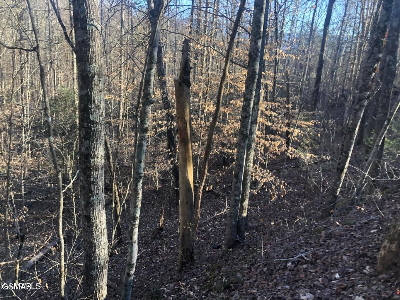 68 Yellowwood Drive